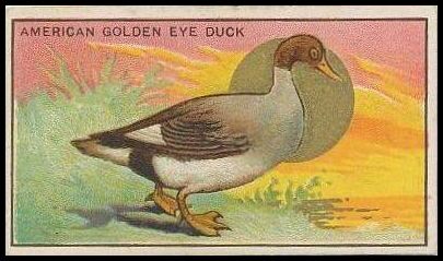 2 American Golden Eye Duck